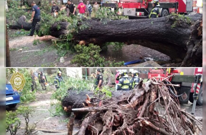 Tarde de tragedia y lluvia en CDMX: Árbol cae sobre auto y mujer fallece en la Nápoles