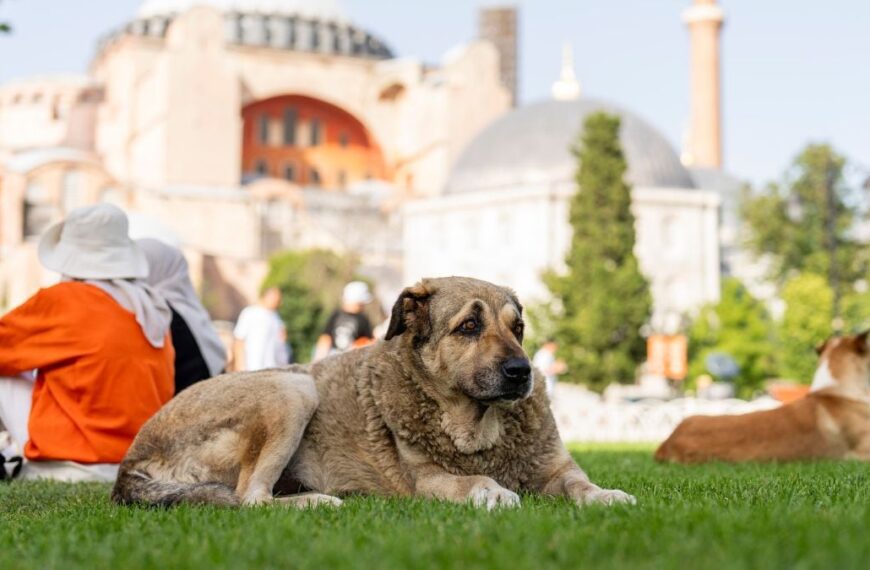 ¿Sacrificio masivo de perritos callejeros? Esto propone Turquía para los ‘lomitos’