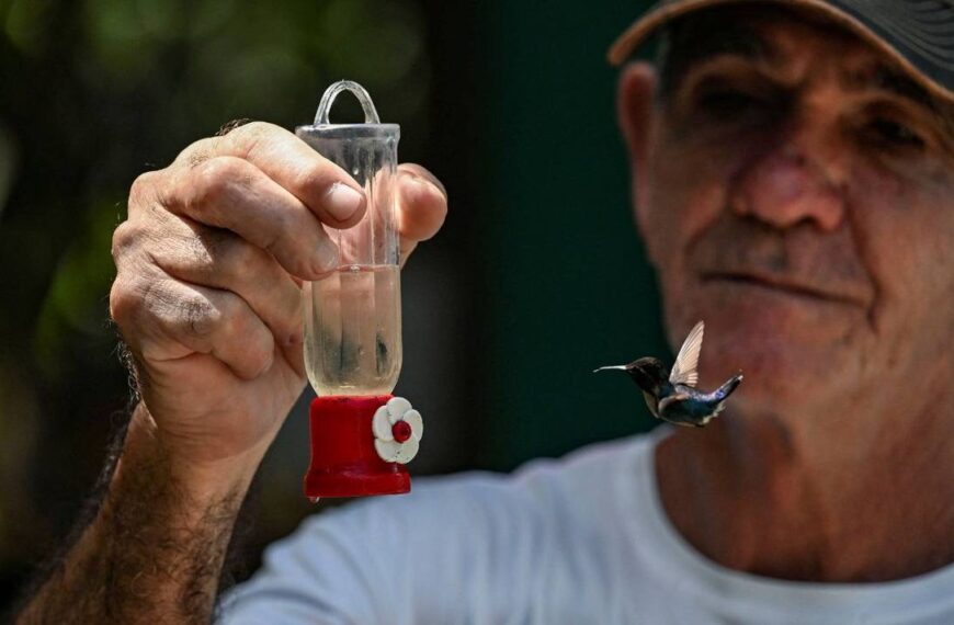 Zunzún: el ave más pequeña del mundo que encontró un refugio en un jardín de Cuba