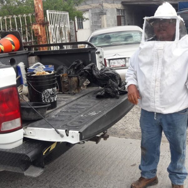 Exhorta gobierno municipal reportar enjambres de abejas para…