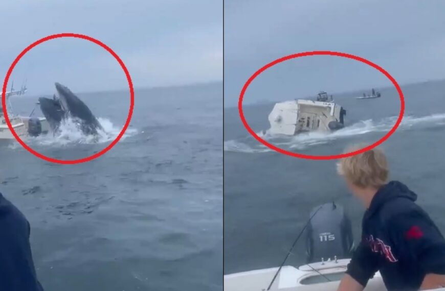 VIDEO: Ballena vuelca barco en New Hampshire, Estados Unidos