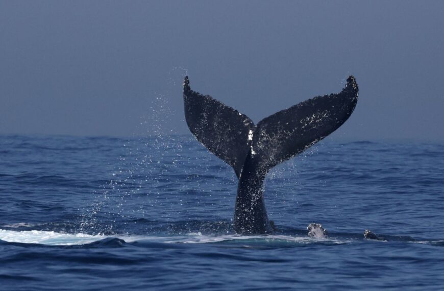 6 playas a las que puedes viajar para ver ballenas en México