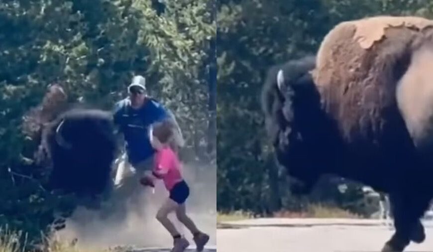 ¡Corren por su vida! VIDEO: Bisonte persigue a toda una familia en el Parque de Yellowstone en EU