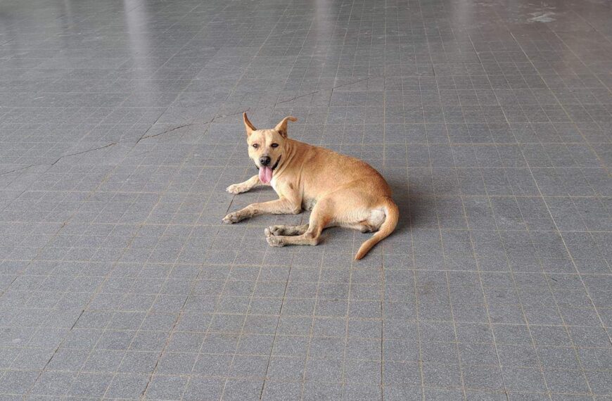 Perros buscan cubrirse del calor en Reynosa