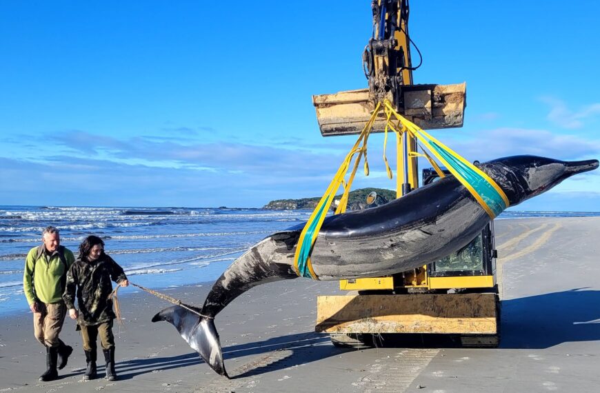 ¿Ha aparecido la ballena más rara del mundo en una playa? Científicos luchan por averiguarlo