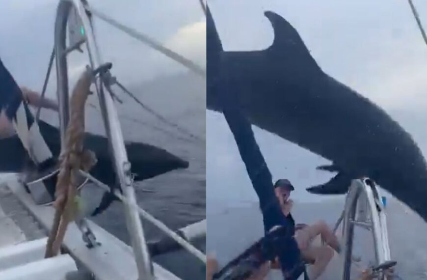 VIDEO: ¡Pobrecito! Delfín sorprende a turistas en Cozumel; salta sobre la embarcación, pero se golpea al caer
