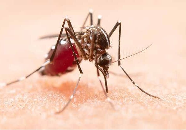 194 personas combaten el dengue en Victoria como vectores; van 24 casos positivos