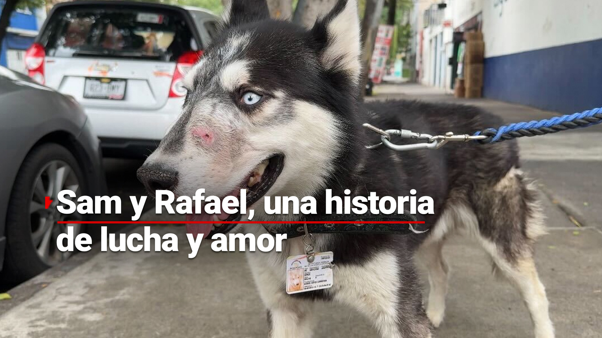 ¡Historia perrona! Rafa vendió su auto para rescatar un perrito de la calle