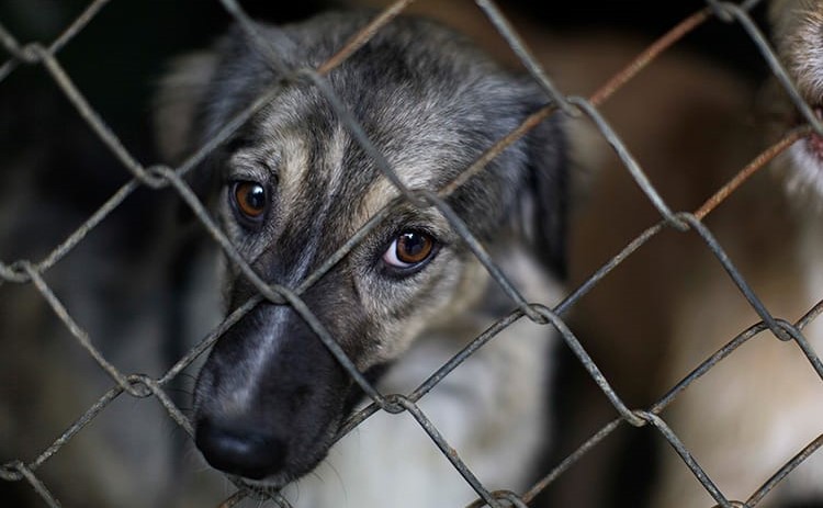 Rescata Seduma a 7 mascotas por maltrato animal