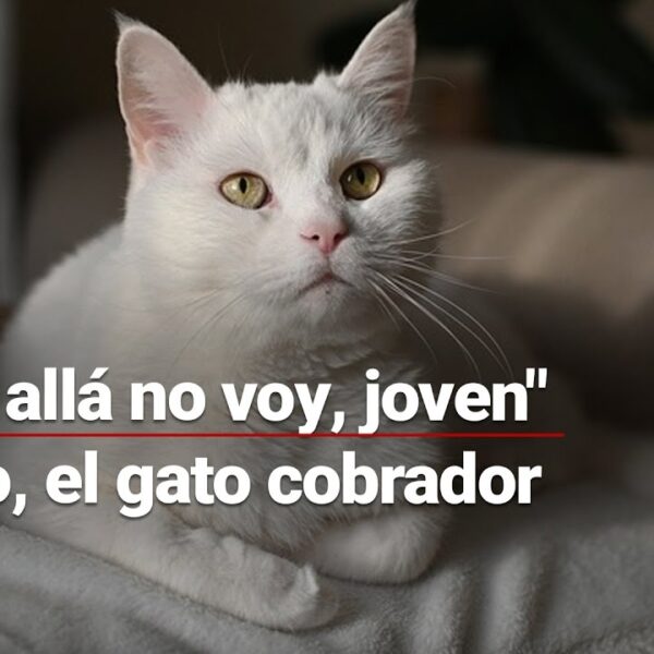 ¡El gato cobrador! Zafiro cobra los pasajes de un camión de transporte público en Puebla