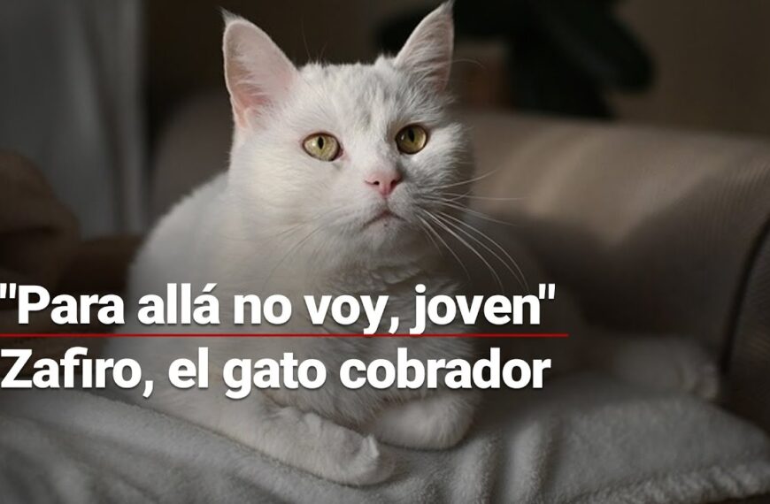 ¡El gato cobrador! Zafiro cobra los pasajes de un camión de transporte público en Puebla