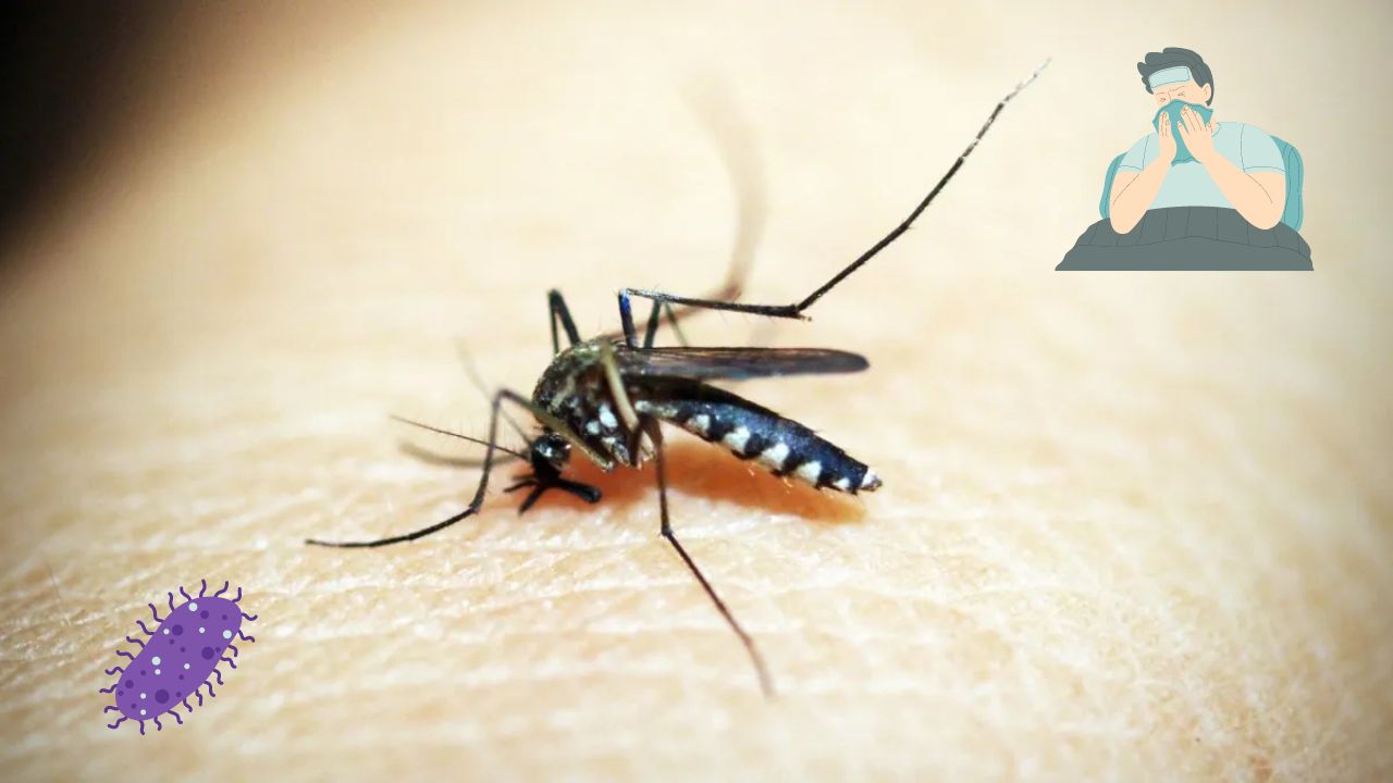 Dengue y zika en México: Suman 49 muertes y 20 mil casos confirmados; síntomas y prevención