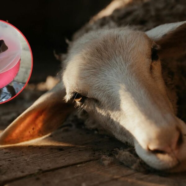 ¡Matan borregos para santería! Mutilan animalitos de la Fundación Toby y piden auxilio