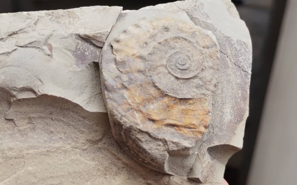¿Alguna vez hubo mar en Morelos? Descubren fósiles de caracoles que podrían confirmarlo