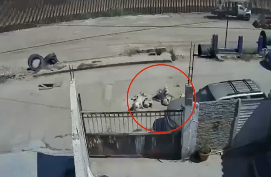 VIDEO: ¡Vivo de milagro! Hombre de 61 años cae al fondo de una coladera en Tijuana