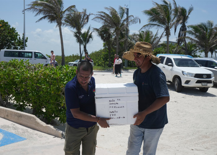 Miles de huevos de tortuga son evacuados de Cancún ante el arribo del huracán “Beryl”