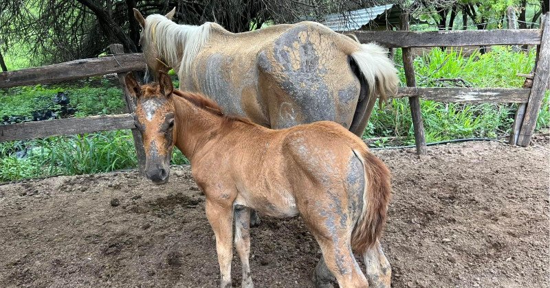 Humedad por lluvias deja afectaciones en los caballos de San Carlos