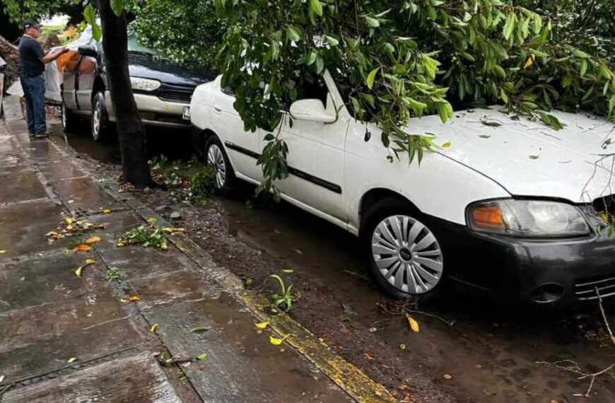 ¡Tláloc no perdona! Fuertes lluvias y granizo provocan caída de árboles en Colima