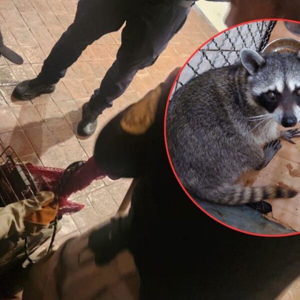 Capturan a un mapache que se había metido a “asaltar” una casa en Iztapalapa (FOTOS)