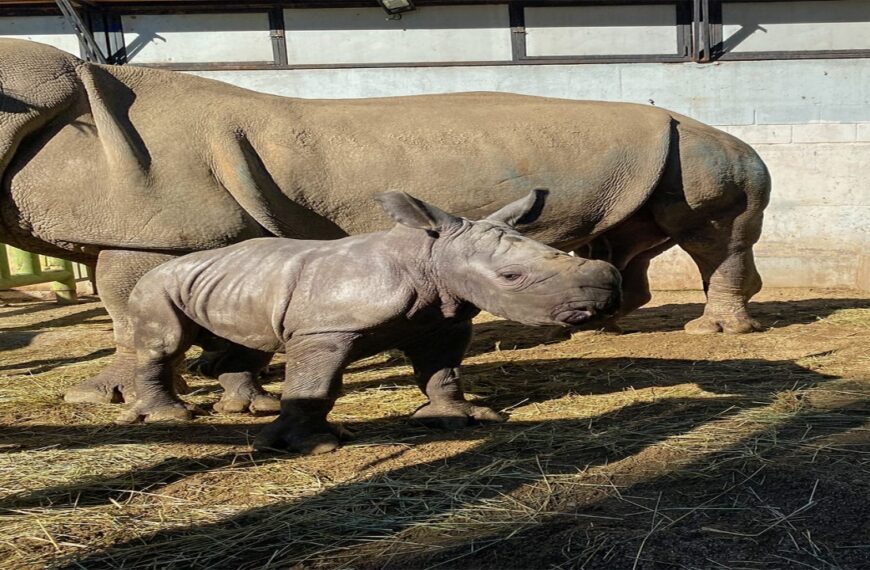 ¡Nació Silverio! Chile le dio la bienvenida a su tercer ejemplar de rinoceronte blanco