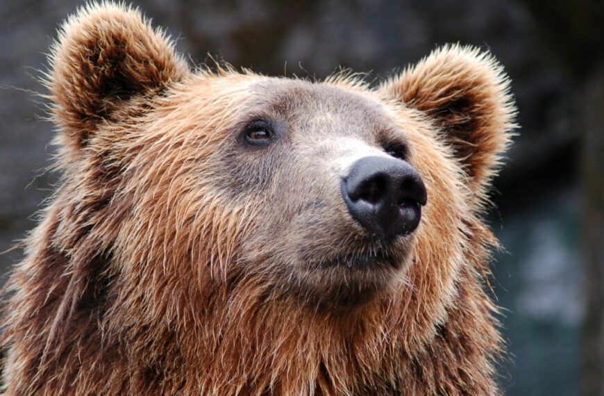 Rumanía autoriza cazar el doble de osos pardos; ¿por qué?