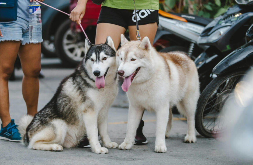¿Amas a los perros? Esto debes saber y hacer para ser un paseador certificado en CDMX