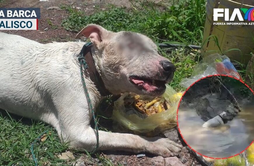 ¡Fue abandonado! Perrito ciego y sordo lucha por sobrevivir en arroyo de Jalisco (VIDEO)