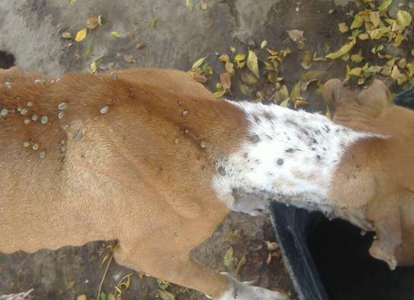 Reportan veterinarios alza en casos de garrapata en caninos en Piedras Negras