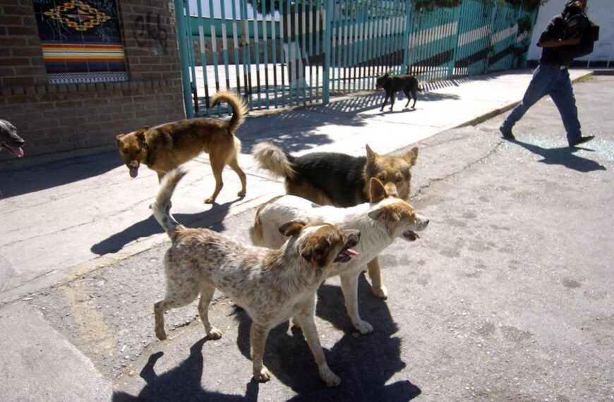 En Día Internacional del Perro Callejero, casi 300 mil sobreviven en Saltillo entre palizas, escarnio y carencias