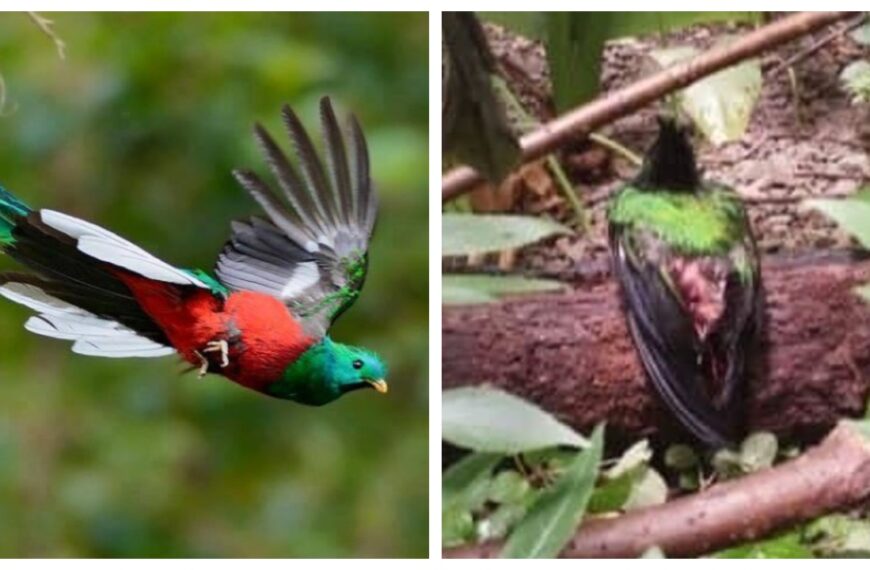 ¿Por negligencia? Muere quetzal en peligro de extinción en zoológico de Chiapas