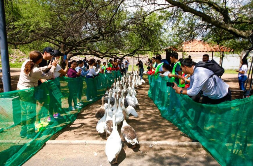 Gansos que fueron resguardados por sequía en presa El Palote, Guanajuato, regresan a su hábitat