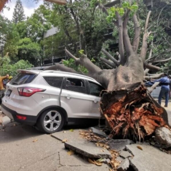 ¿Quién paga los daños si le cae un árbol a mi carro en CDMX?