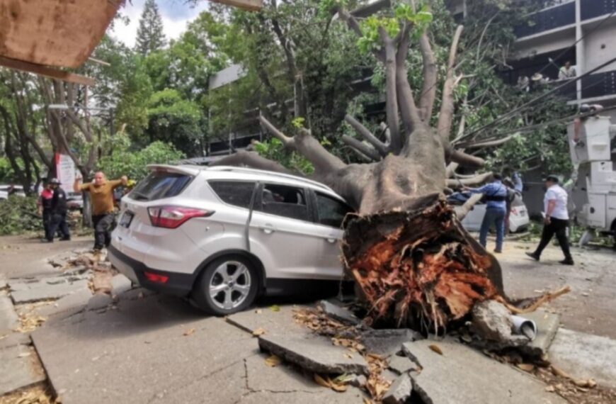 ¿Quién paga los daños si le cae un árbol a mi carro en CDMX?