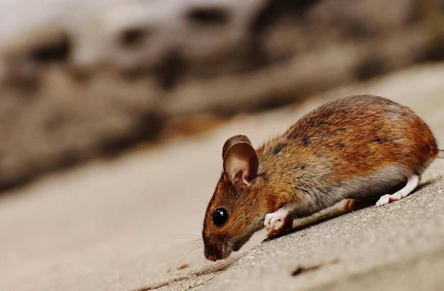 Alertan en Arizona por misteriosa enfermedad propagada por ratas; hay 3 muertos