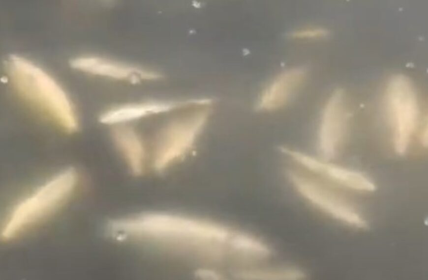 Reportan muertes masivas de peces en Paraíso, Tabasco: ¿Qué fue lo que ocurrió?