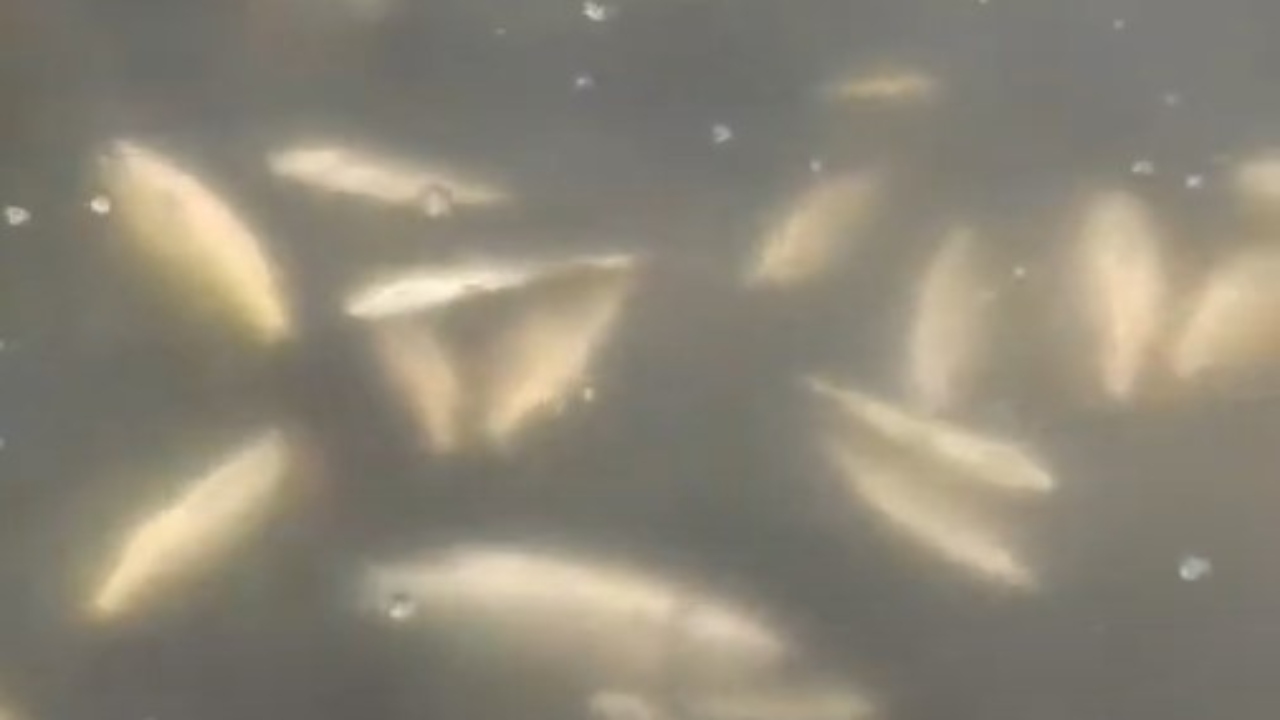 Reportan muertes masivas de peces en Paraíso, Tabasco: ¿Qué fue lo que ocurrió?