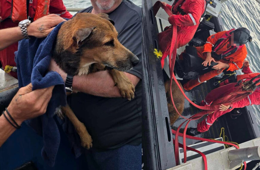 ¡Rescate en alta mar! Salvan a perrito náufrago que nadaba en aguas del Golfo de México
