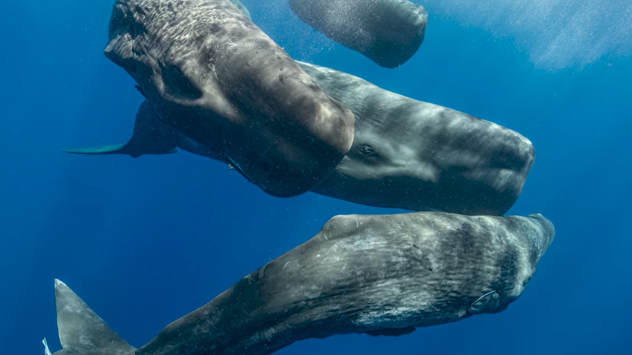 Sistema de comunicación de las ballenas es tan sofisticado como el de los humanos, según la IA| Estudio