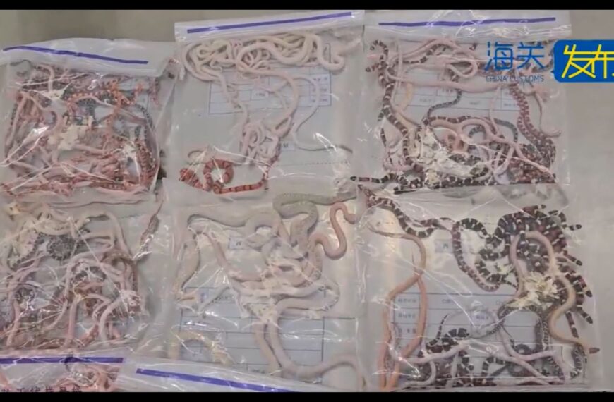 Descubren tráfico ilegal de caracoles africanos y serpientes vivas