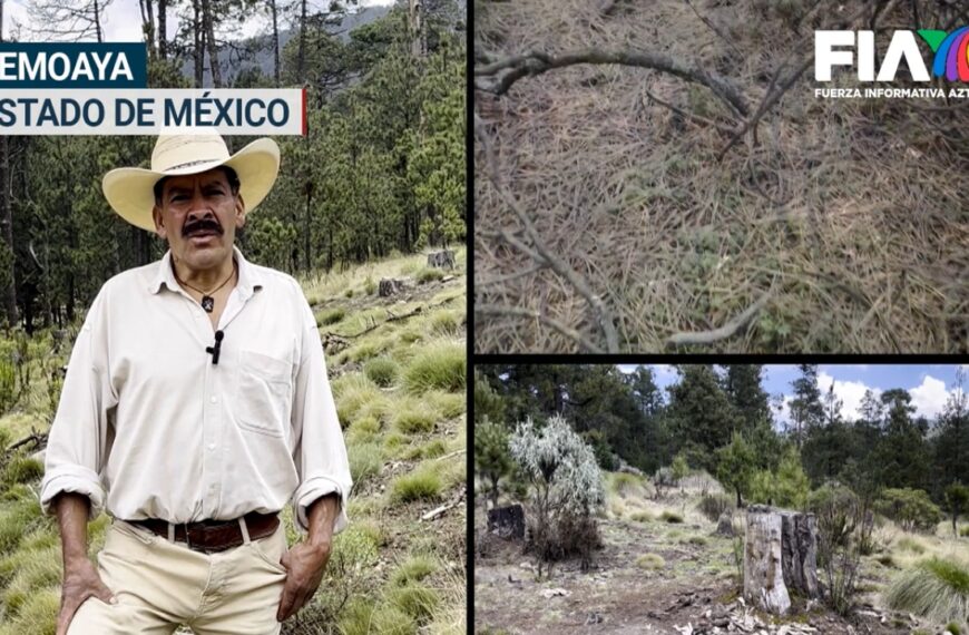 Ejidatarios en el Estado de México hacen brigadas combatir la tala ilegal