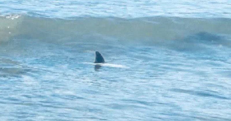 Confirman el avistamiento de tiburones en la Playa “La Pesca”