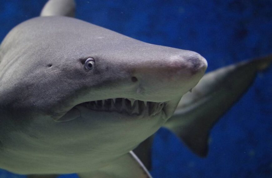 Tiburón ataca y deja dos heridos en Isla del Padre en Texas