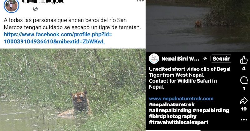 Son fake News que anda un tigre suelto en el San Marcos: Zoo de Tamatán