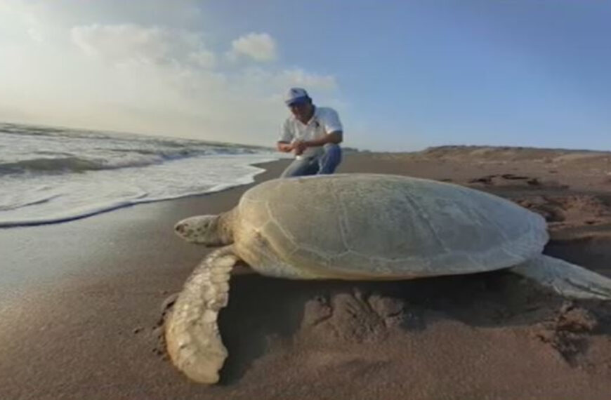 ¡Mide más de un metro! Avistamiento de tortuga gigante en playas de Nautla, Veracruz