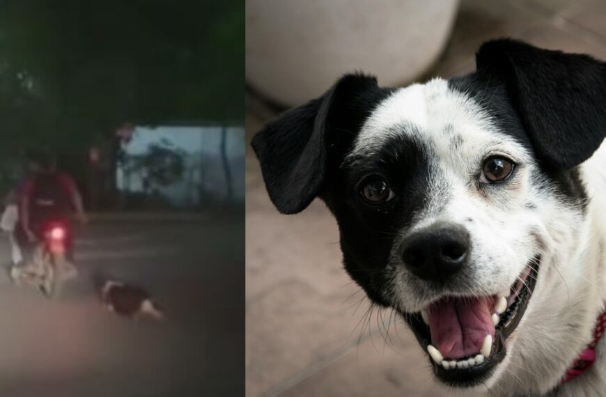 ¡Maltrato animal en Tabasco! Buscan a sujetos por arrastrar a perrito en plena carretera|VIDEO