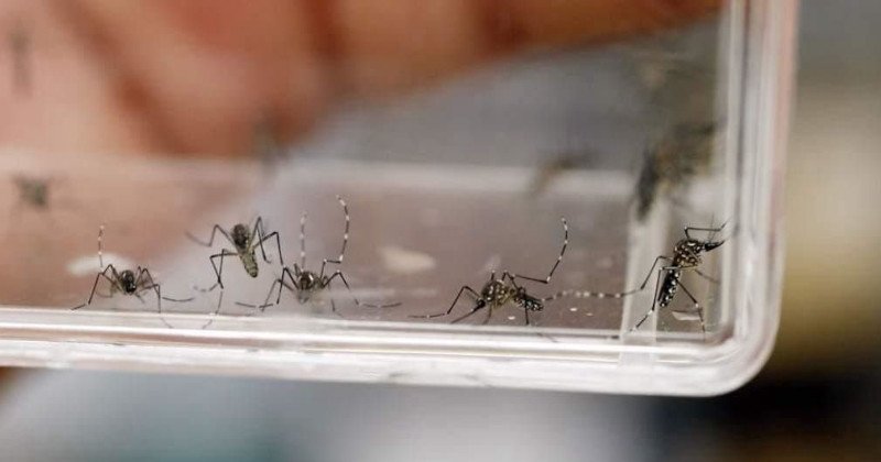Detectan 16 nuevos casos de dengue en Tamaulipas; piden tener precauciones