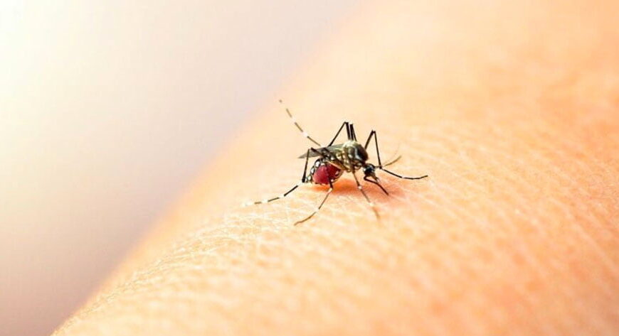 Acumula el dengue 279 casos