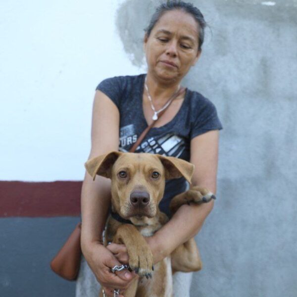 Siguen las acciones a favor de los animales;…