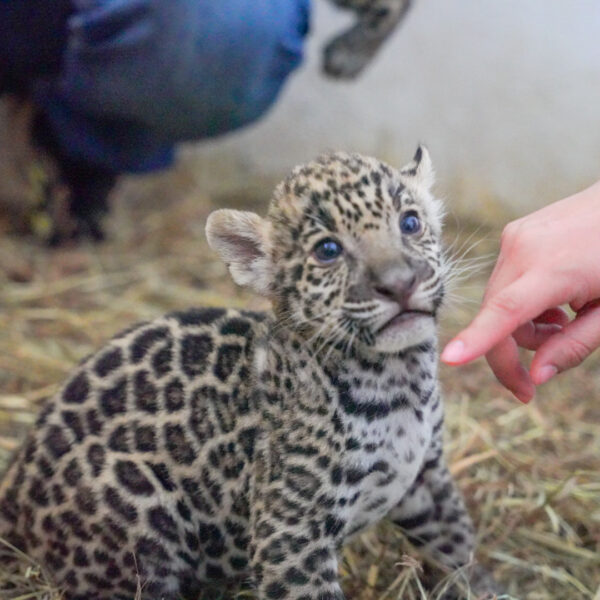 Donará municipio 2 ejemplares de jaguar para preservar la especie en Tamaulipas