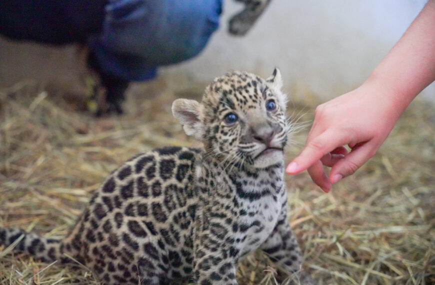 Donará municipio 2 ejemplares de jaguar para preservar la especie en Tamaulipas